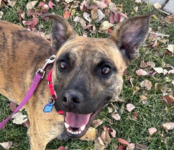 Ellie, a Adoptable mixed breed in Golden, CO image 3/3