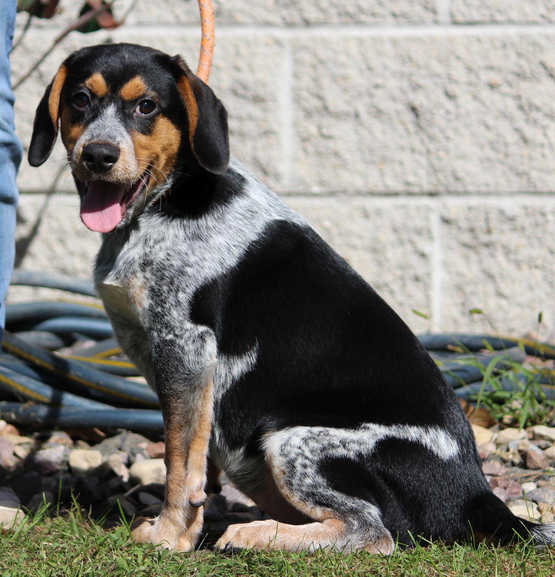 Red, Adoptable, Puppy Male Australian Cattle Dog / Blue Heeler & Beagle.