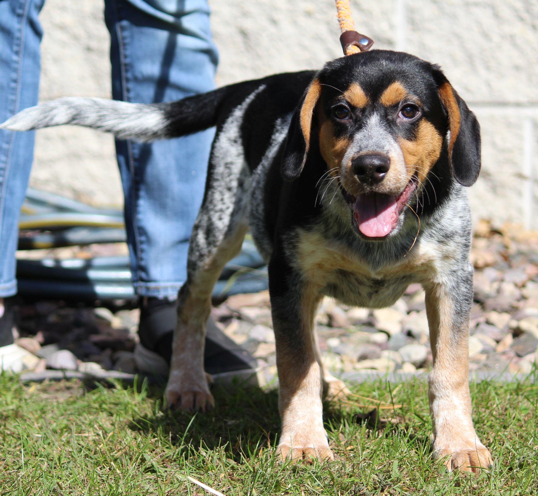 Enlarge Red, a Adoptable mixed breed in Portage, WI image 3/6