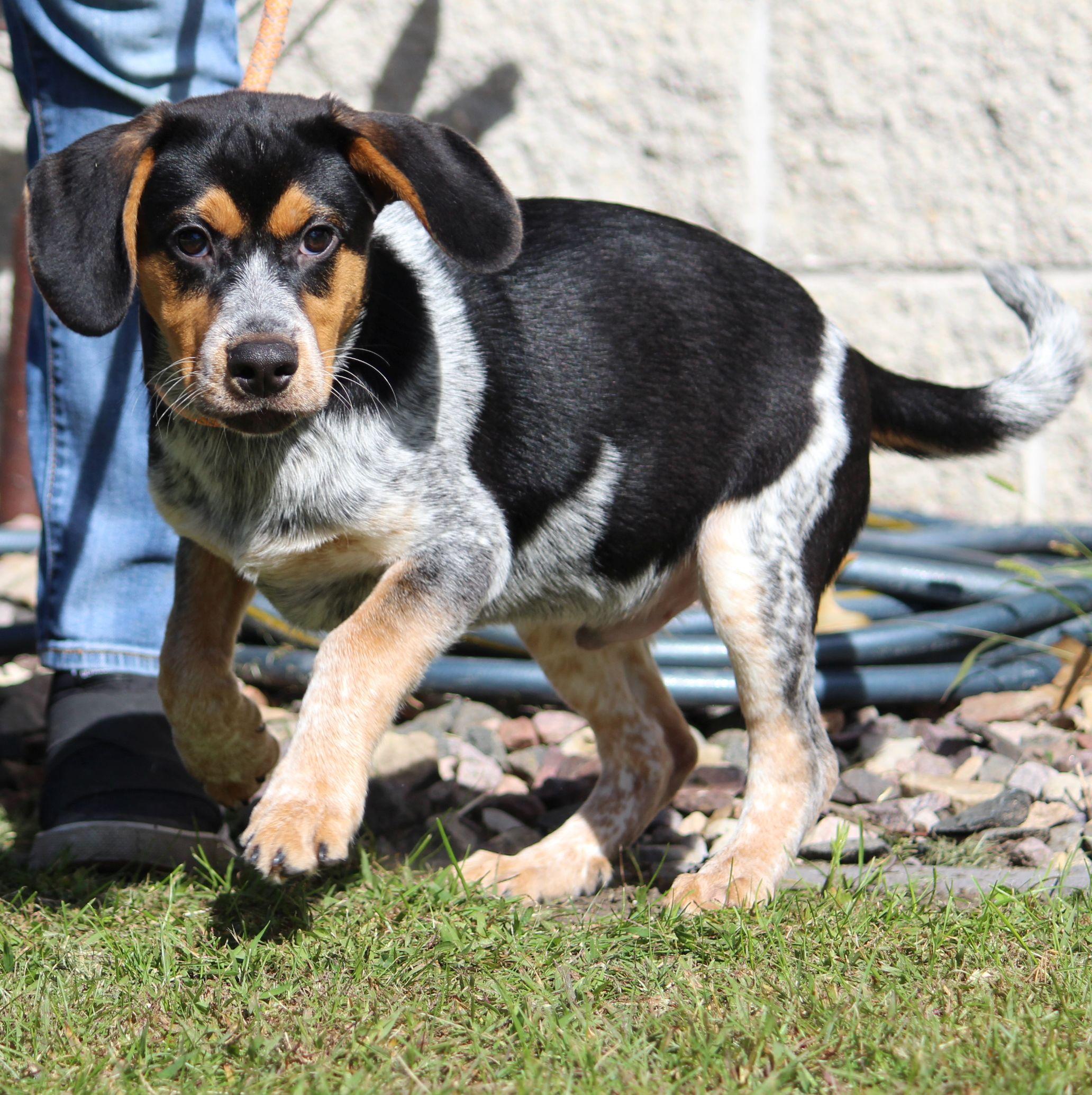 Enlarge Red, a Adoptable mixed breed in Portage, WI image 2/6