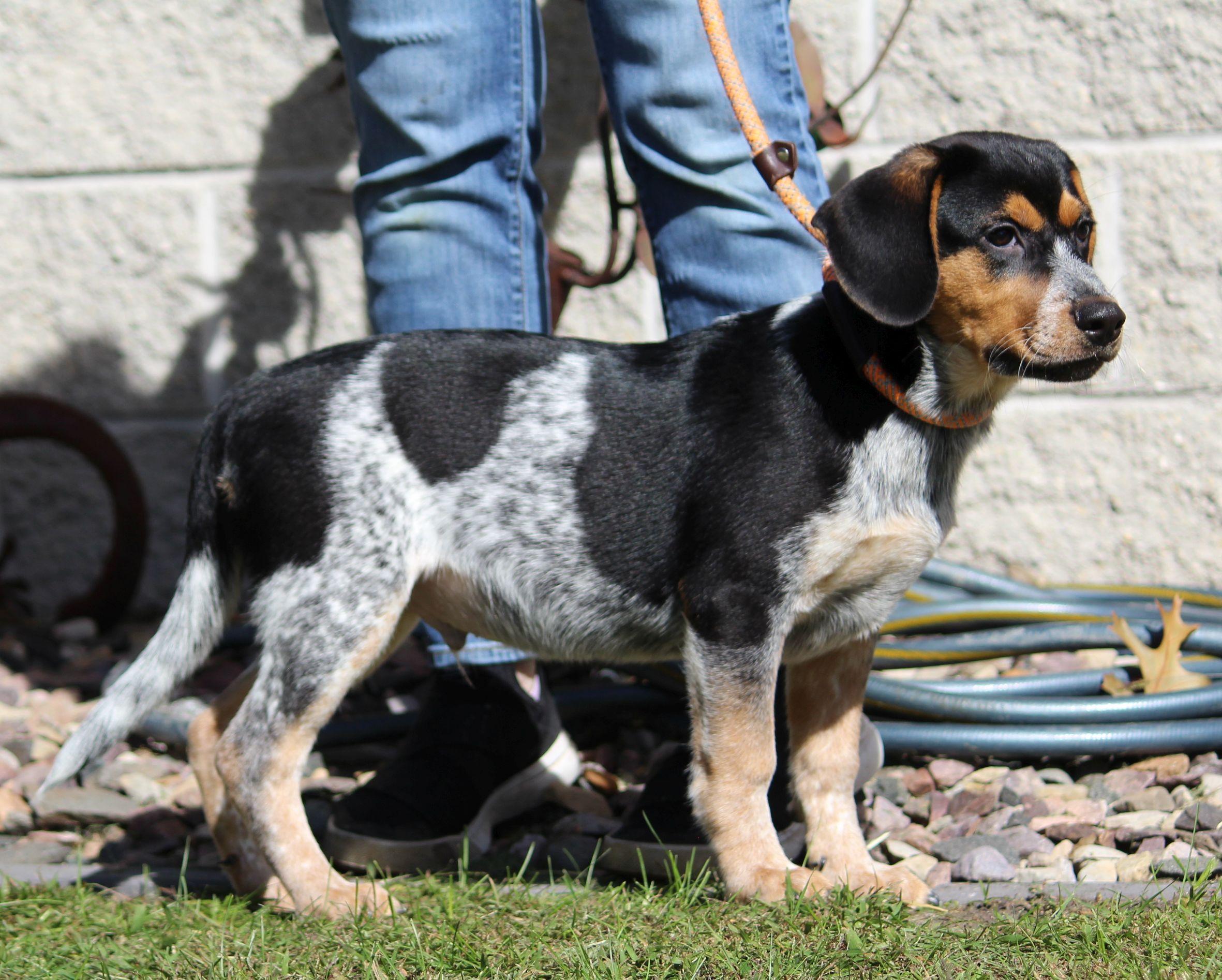 Enlarge Red, a Adoptable mixed breed in Portage, WI image 6/6