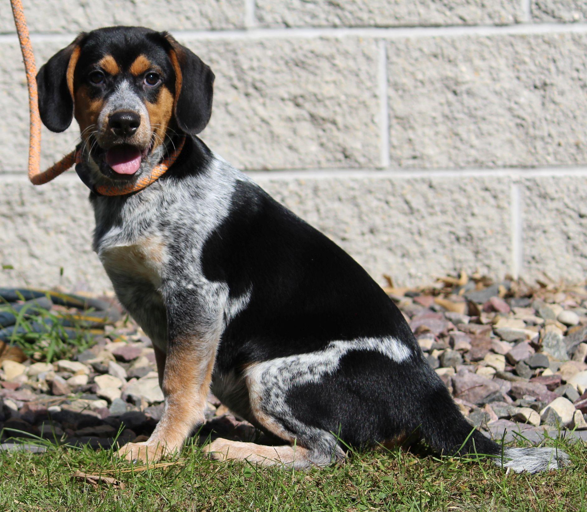 Enlarge Red, a Adoptable mixed breed in Portage, WI image 5/6