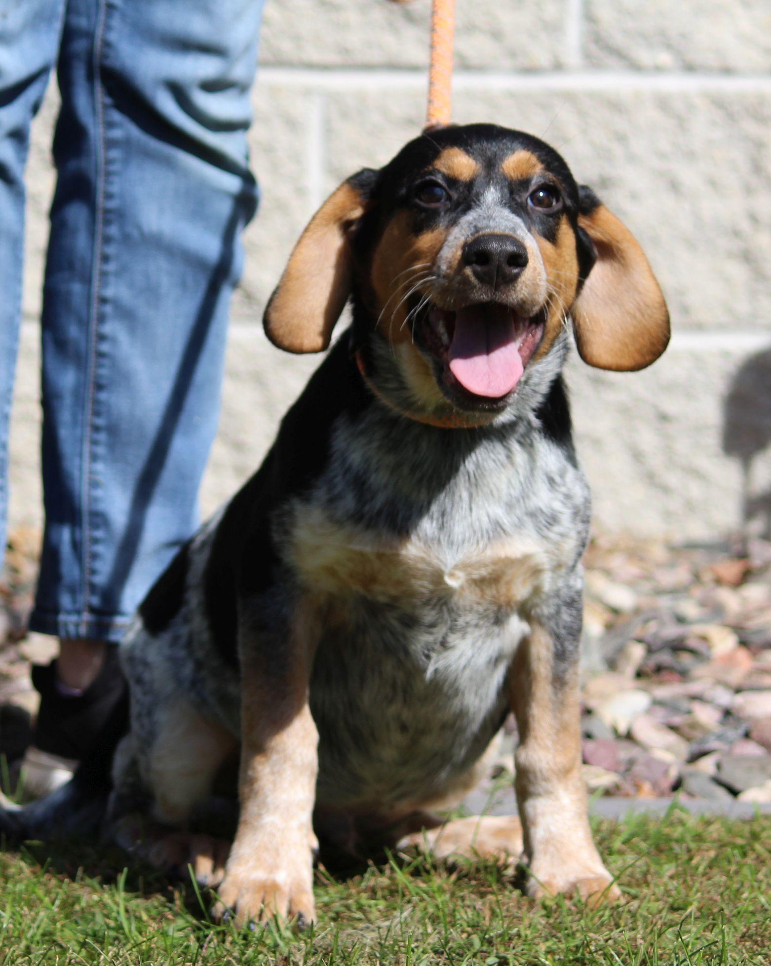 Enlarge Red, a Adoptable mixed breed in Portage, WI image 4/6