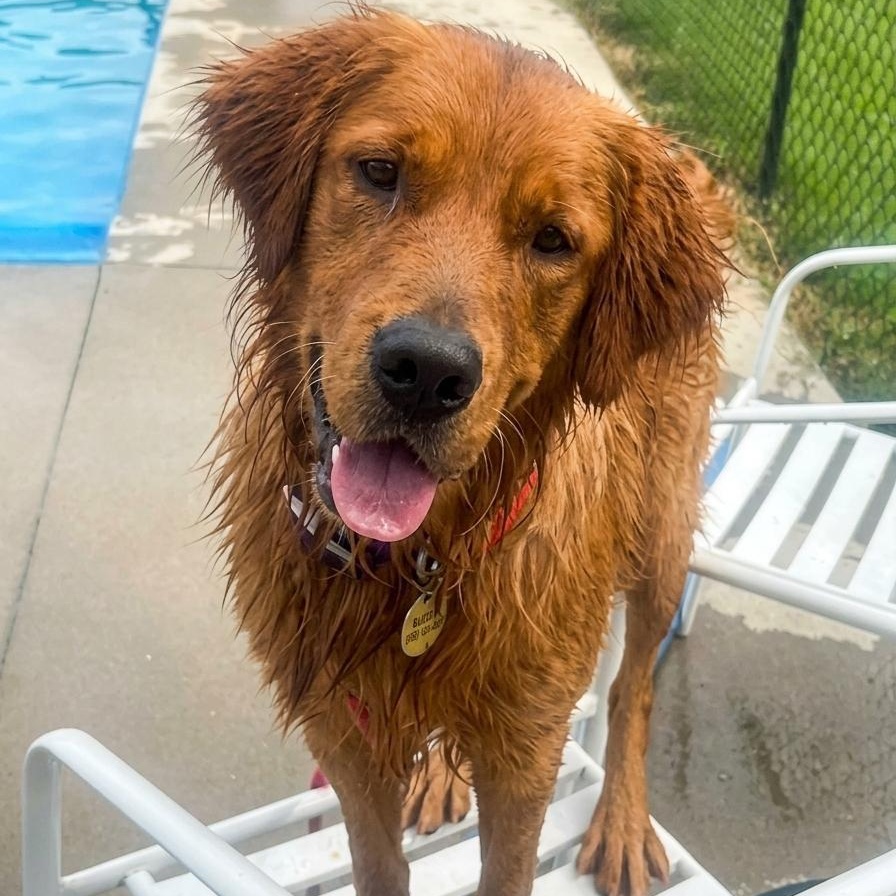 BEN, Adoptable, Young Male Golden Retriever.