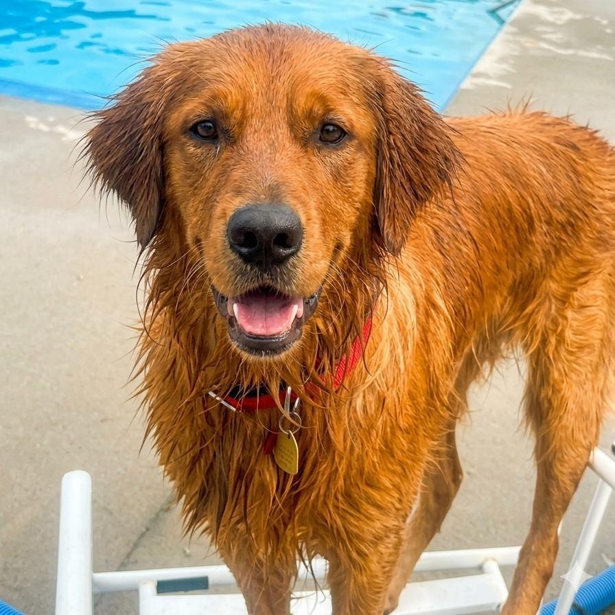 Enlarge BEN, a Adoptable Golden Retriever in Cincinnati, OH image 2/2