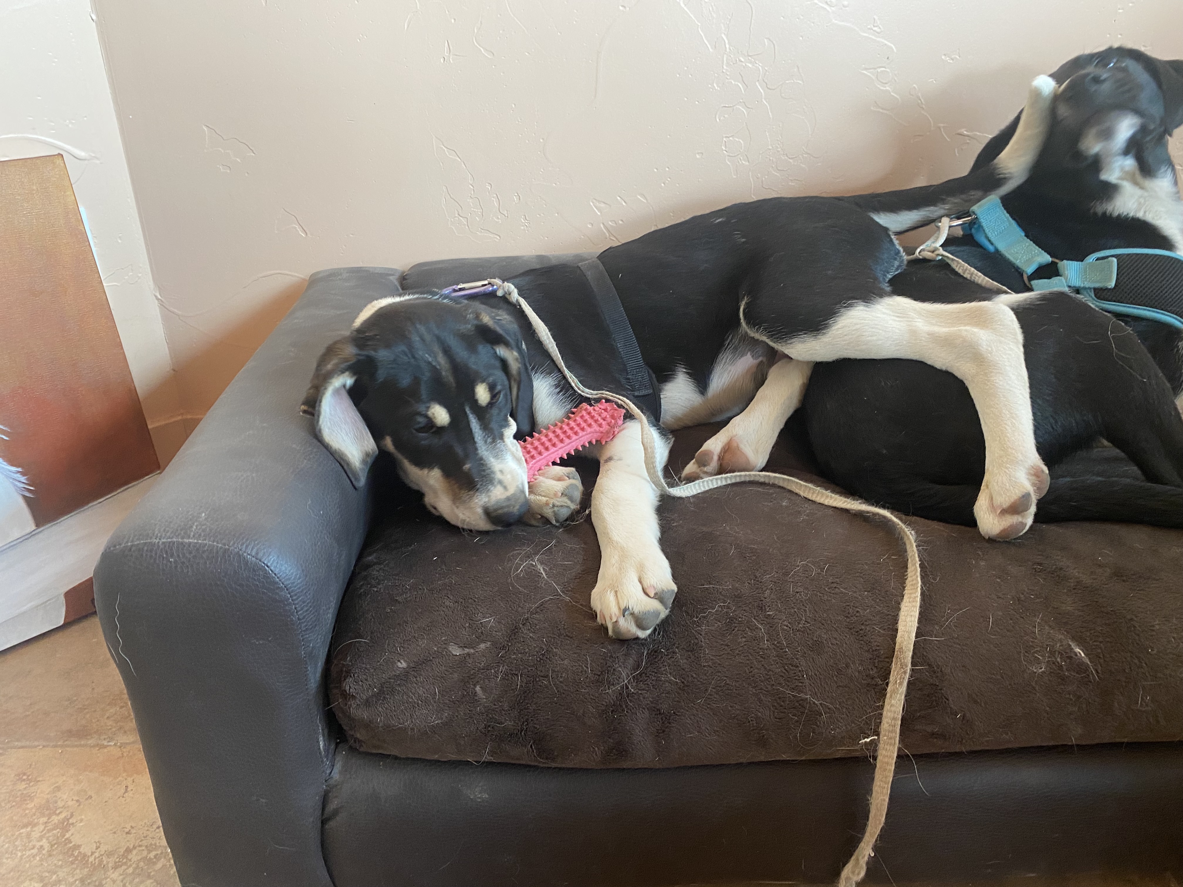 Trapper, Adopted, Puppy Male Black Labrador Retriever & Border Collie.