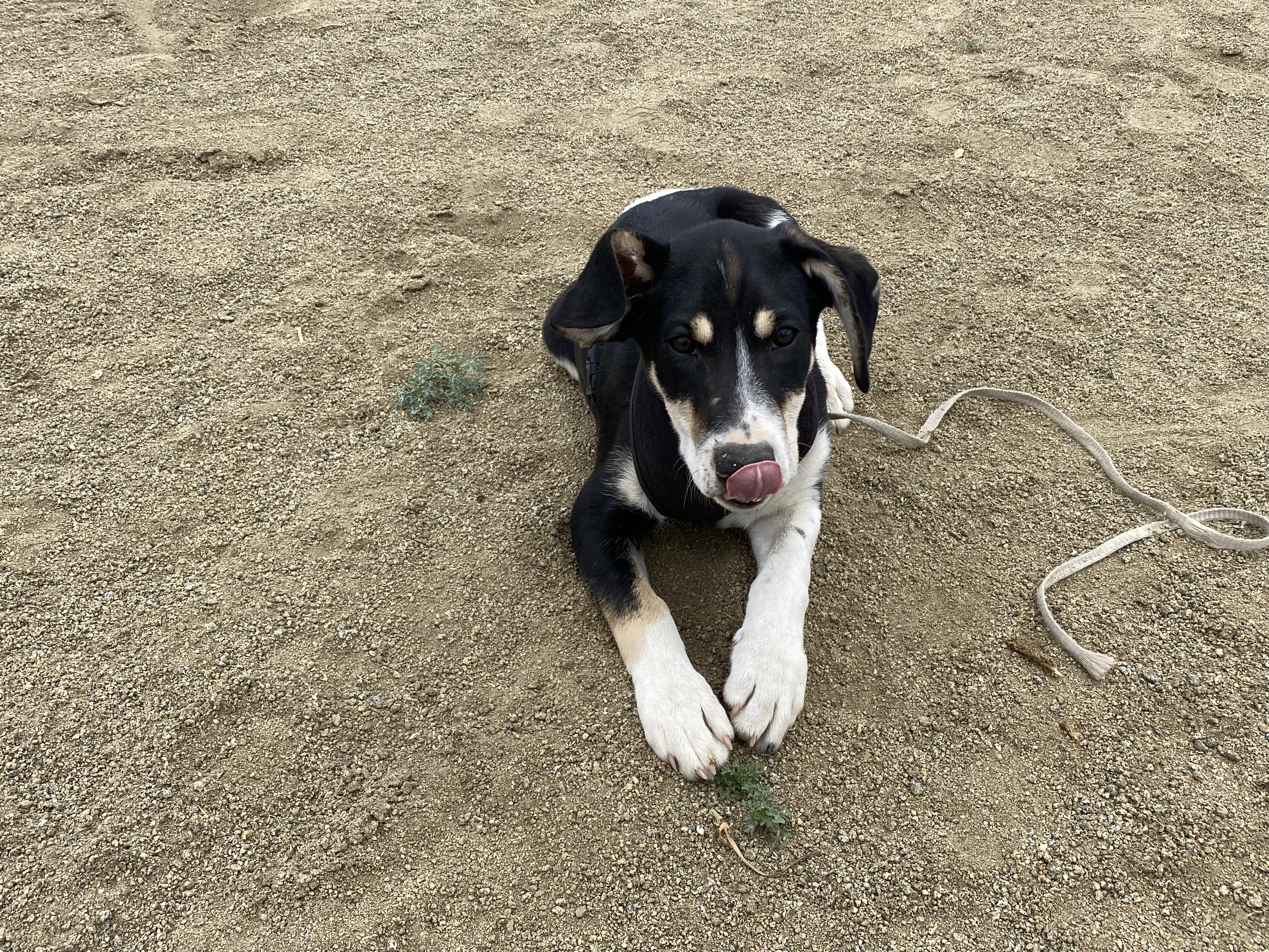Trapper, a Adopted mixed breed in Gardnerville, NV image 3/6