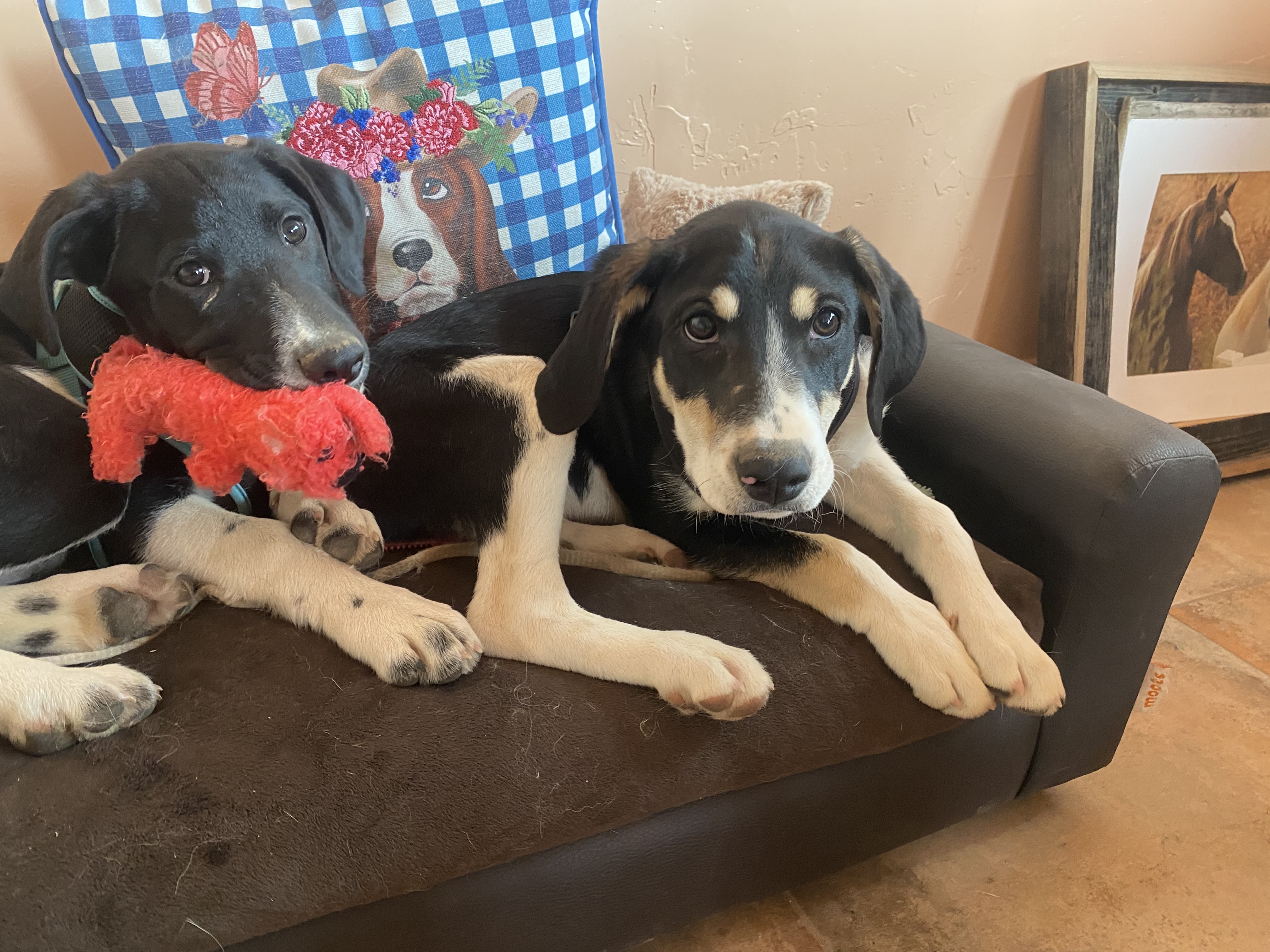 Trapper, Adopted, Puppy Male Black Labrador Retriever & Border Collie.