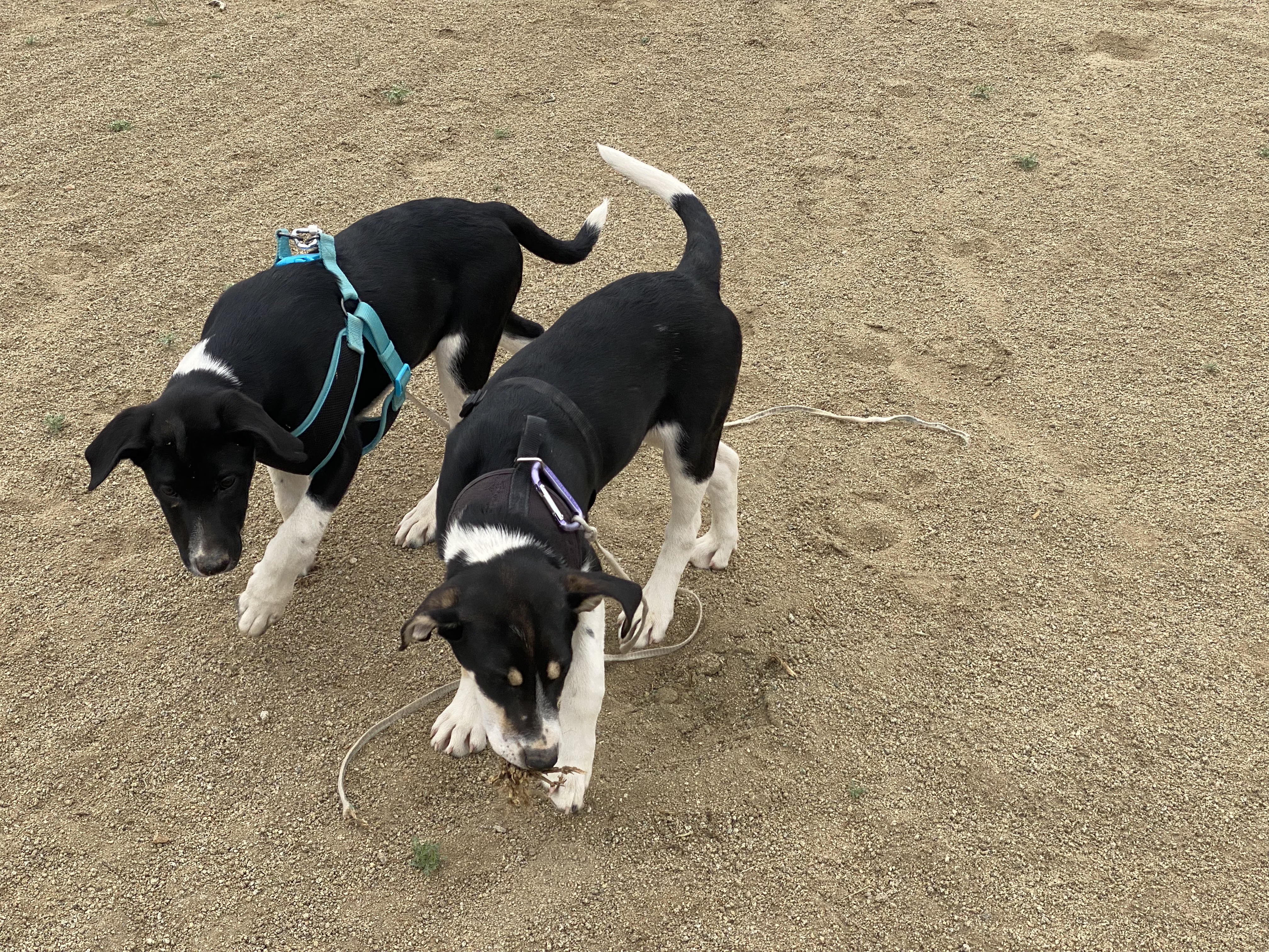 Trapper, a Adopted mixed breed in Gardnerville, NV image 5/6