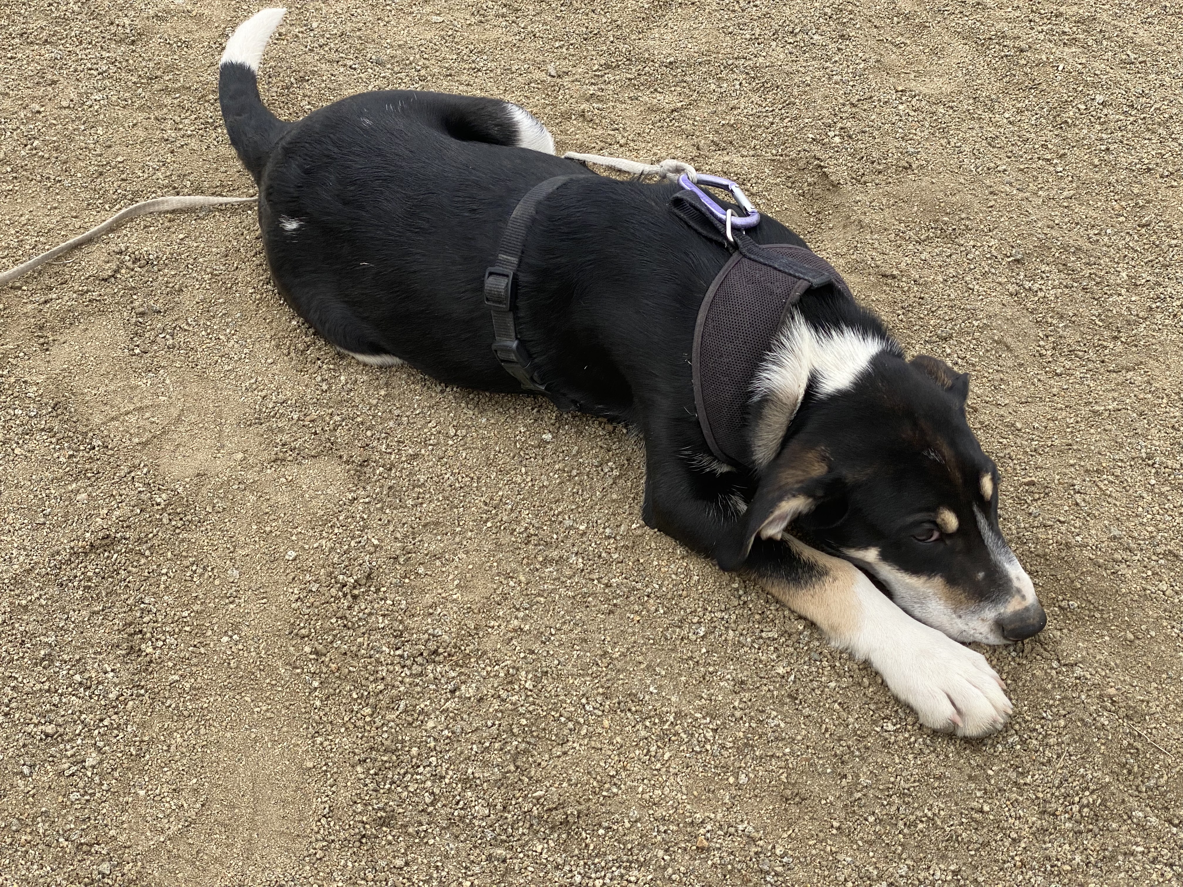 Trapper, a Adopted mixed breed in Gardnerville, NV image 6/6