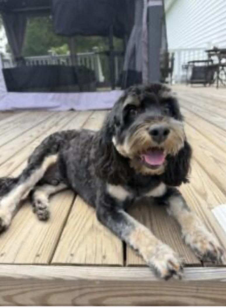 Maverick, ADOPTABLE, Young Male Cockapoo.