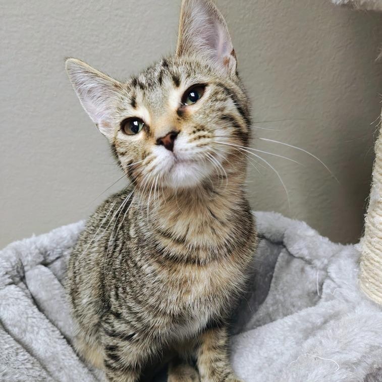 Enlarge Martini, a Adoptable Domestic Short Hair in Oconto, WI image 1/1
