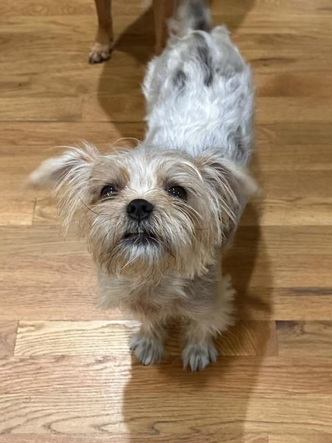 Gemma, Adoptable, Adult Female Shih Tzu & Yorkshire Terrier.
