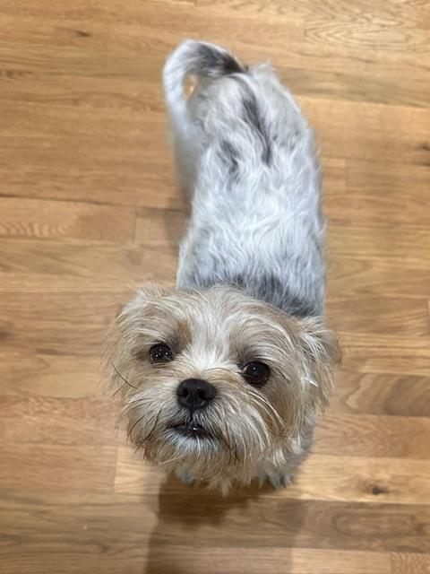 Enlarge Gemma, a Adoptable mixed breed in Douglasville, GA image 2/3