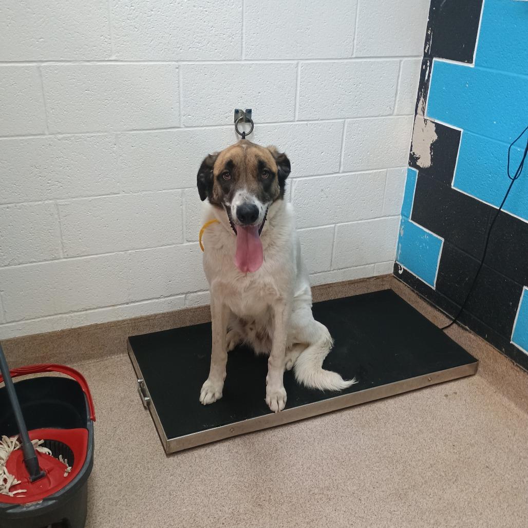 Beau, Adoptable, Adult Male Anatolian Shepherd & Mixed Breed.