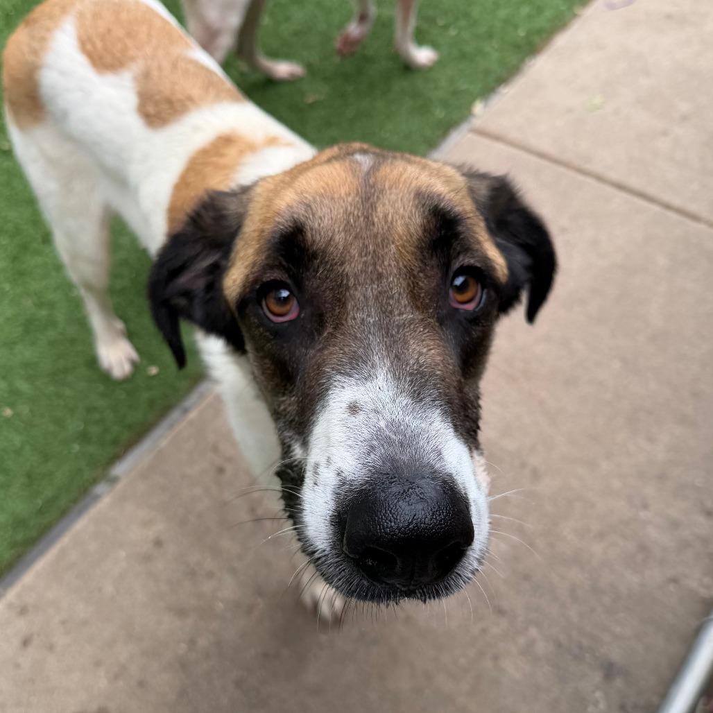 Beau, a Adoptable mixed breed in Ardmore, OK image 2/2