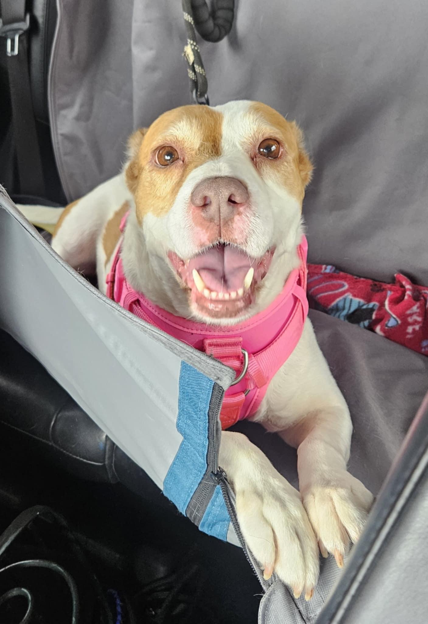 Squidget — thumbnail 2