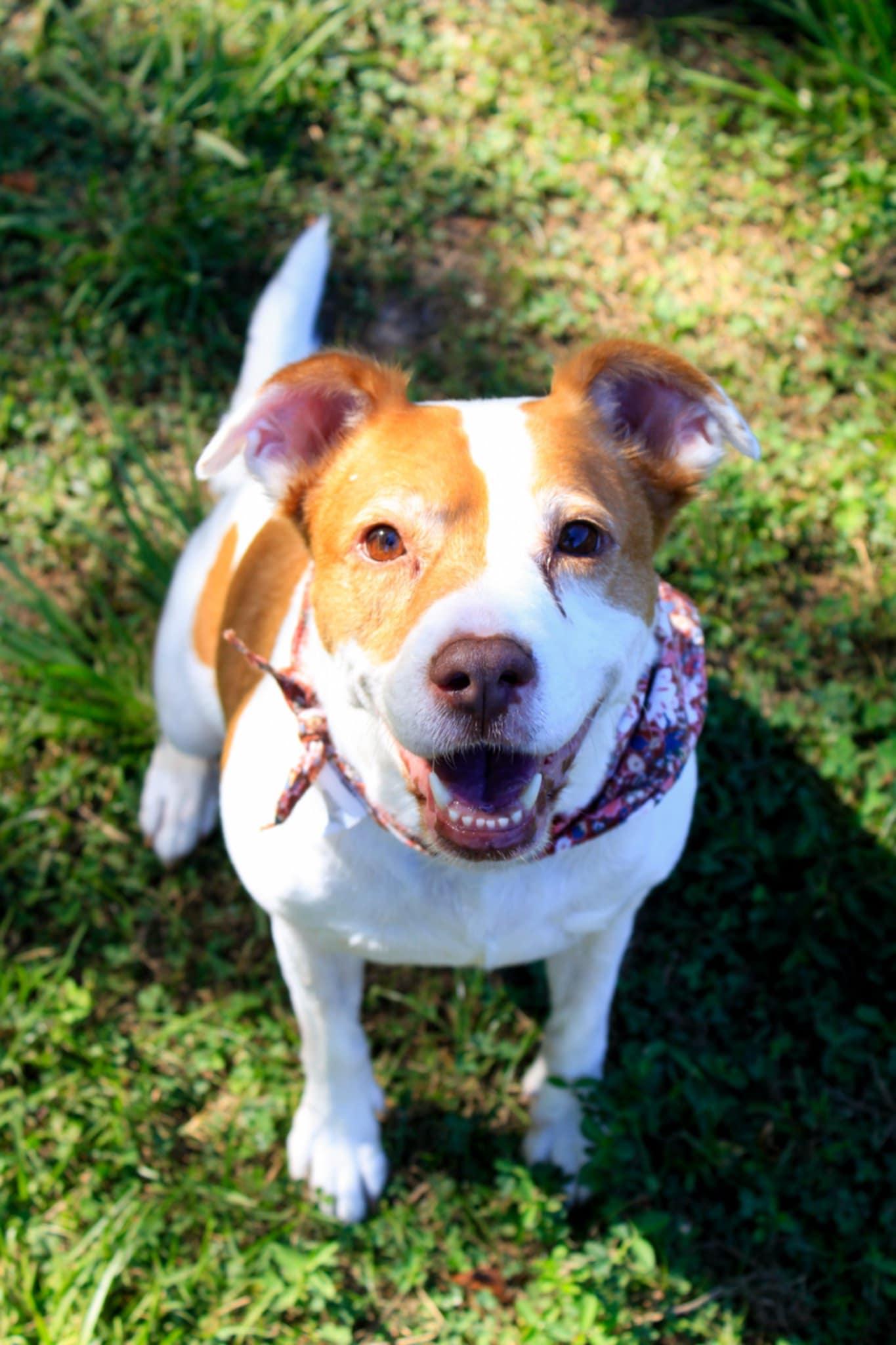 Squidget — thumbnail 4