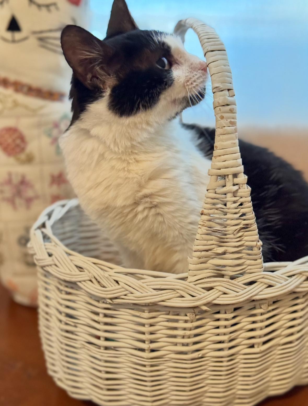 Arlene, an adoptable Domestic Short Hair in Denver, CO, 80210 | Photo Image 5