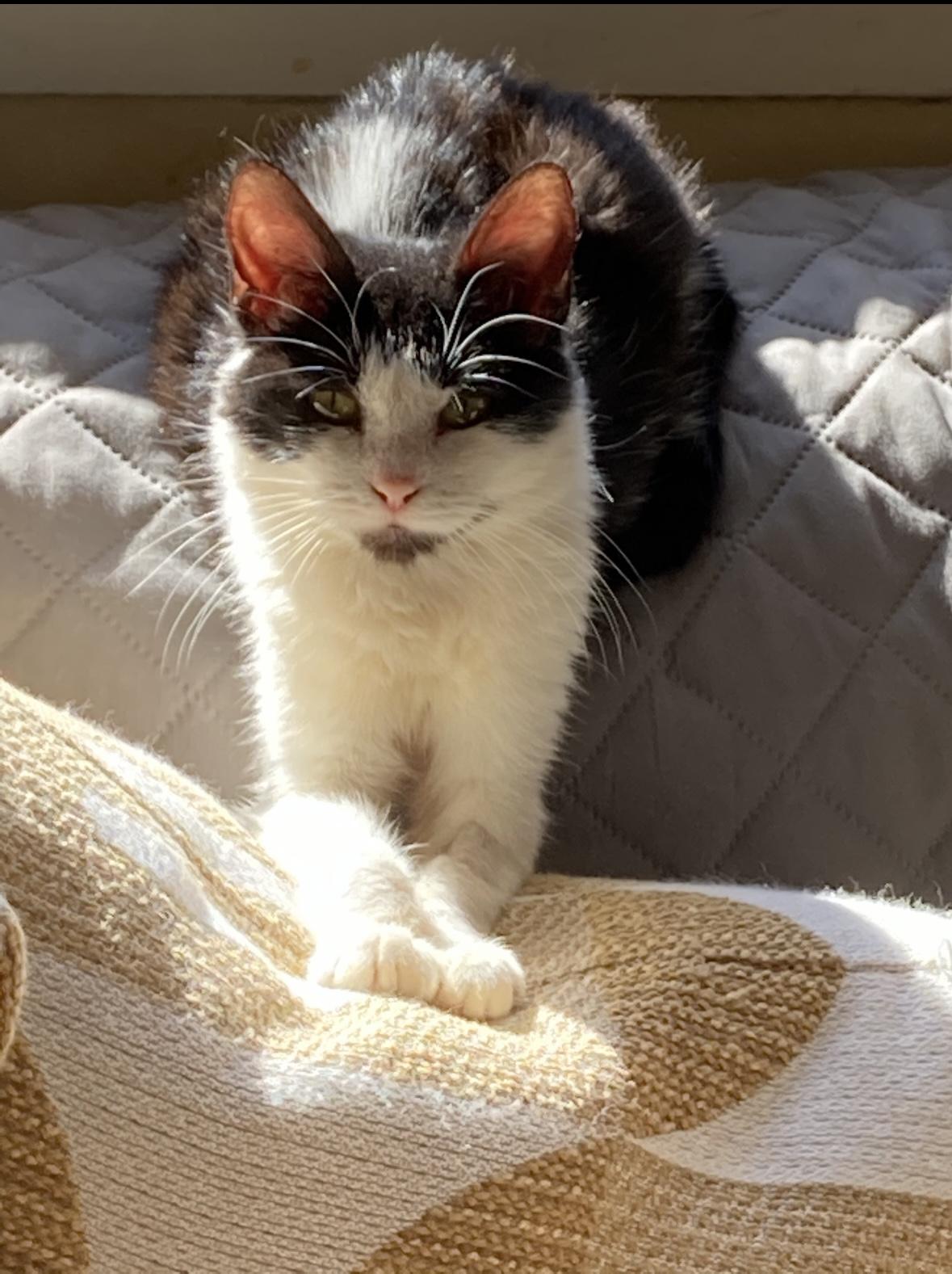 Arlene, an adoptable Domestic Short Hair in Denver, CO, 80210 | Photo Image 3
