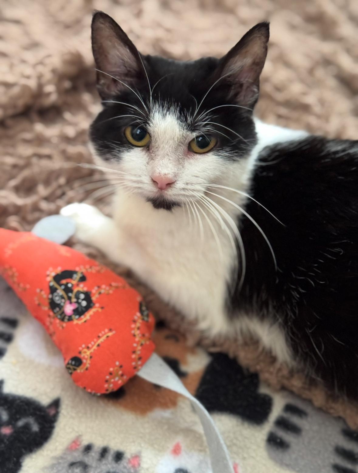 Arlene, an adoptable Domestic Short Hair in Denver, CO, 80210 | Photo Image 6