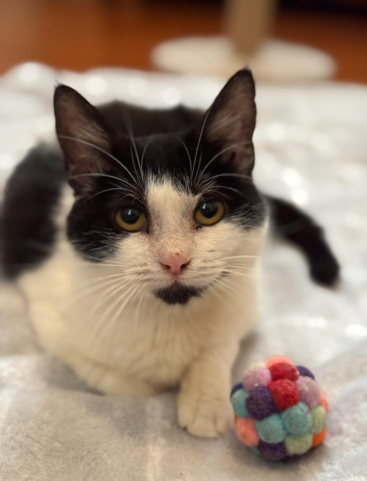 Arlene, an adoptable Domestic Short Hair in Denver, CO, 80210 | Photo Image 4