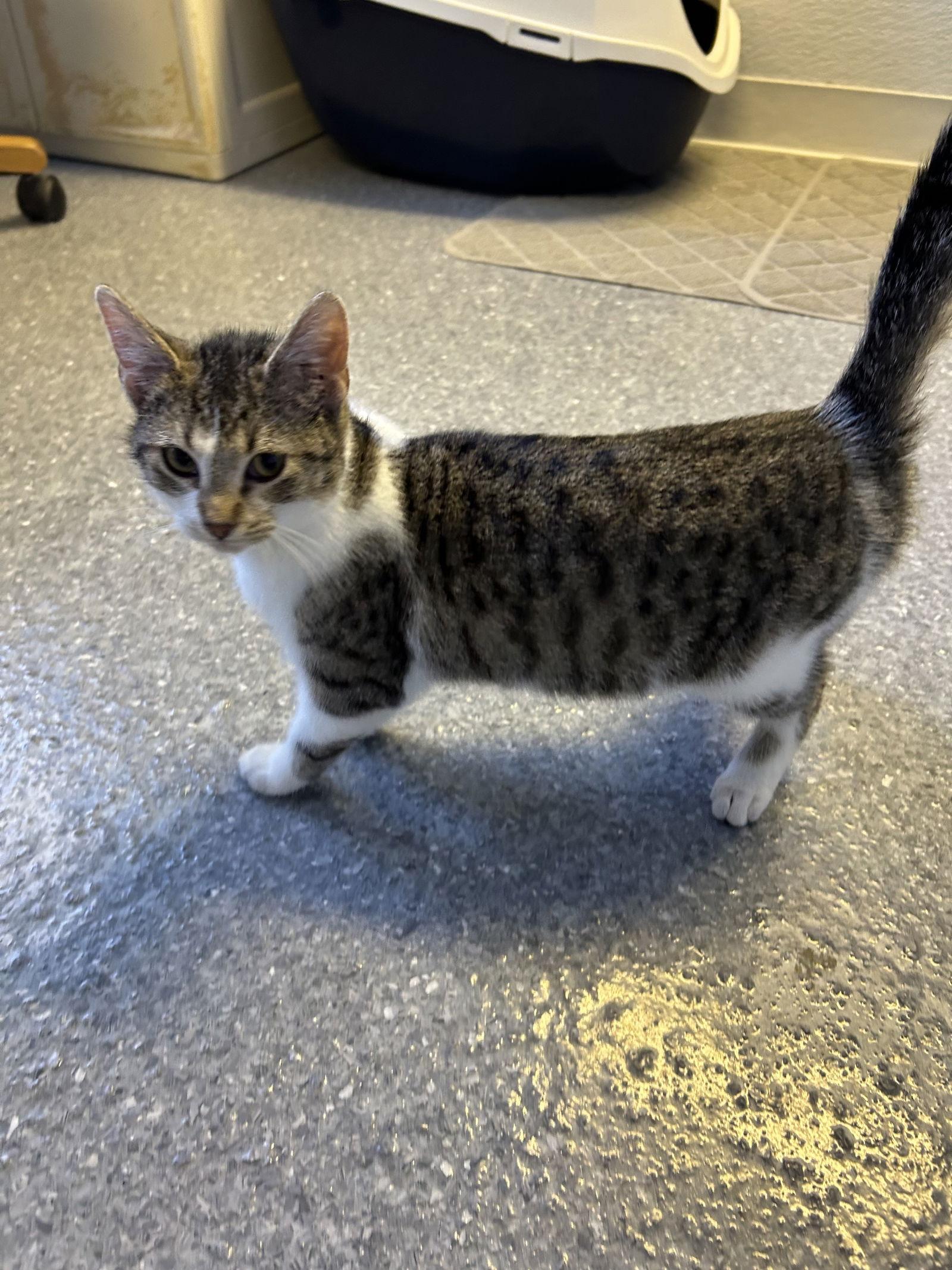 Chow Mein, a Adoptable Domestic Short Hair in Steeleville, IL image 1/3