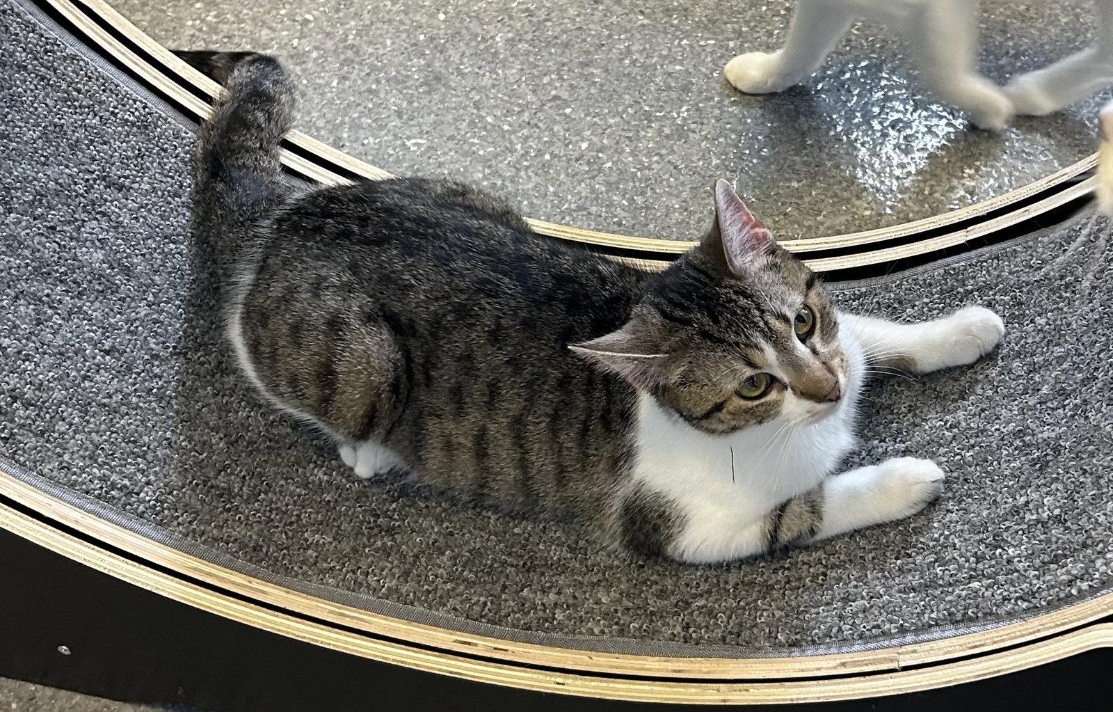 Enlarge Chow Mein, a Adoptable Domestic Short Hair in Steeleville, IL image 2/3