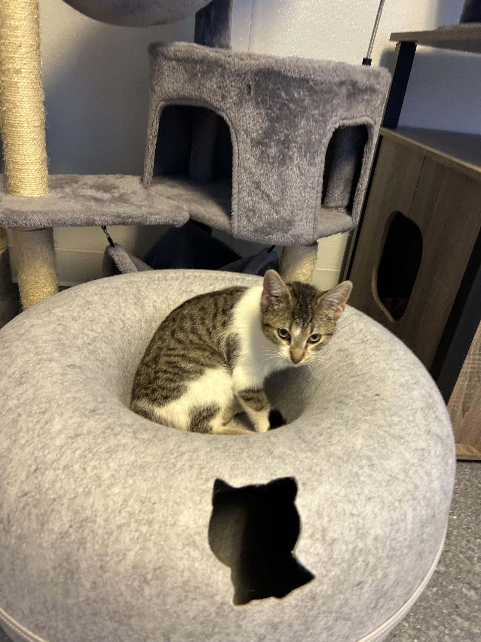 Chow Mein, a Adoptable Domestic Short Hair in Steeleville, IL image 2/3