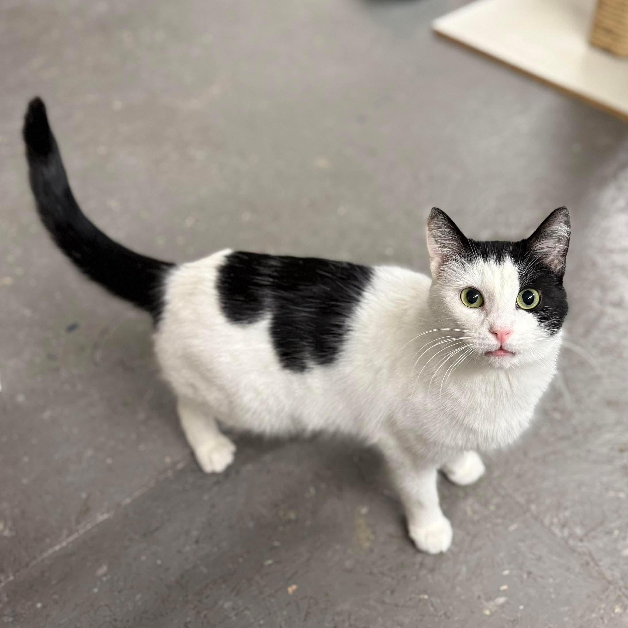 Enlarge Zoro, a ADOPTABLE Domestic Short Hair in Hartville, OH image 3/4