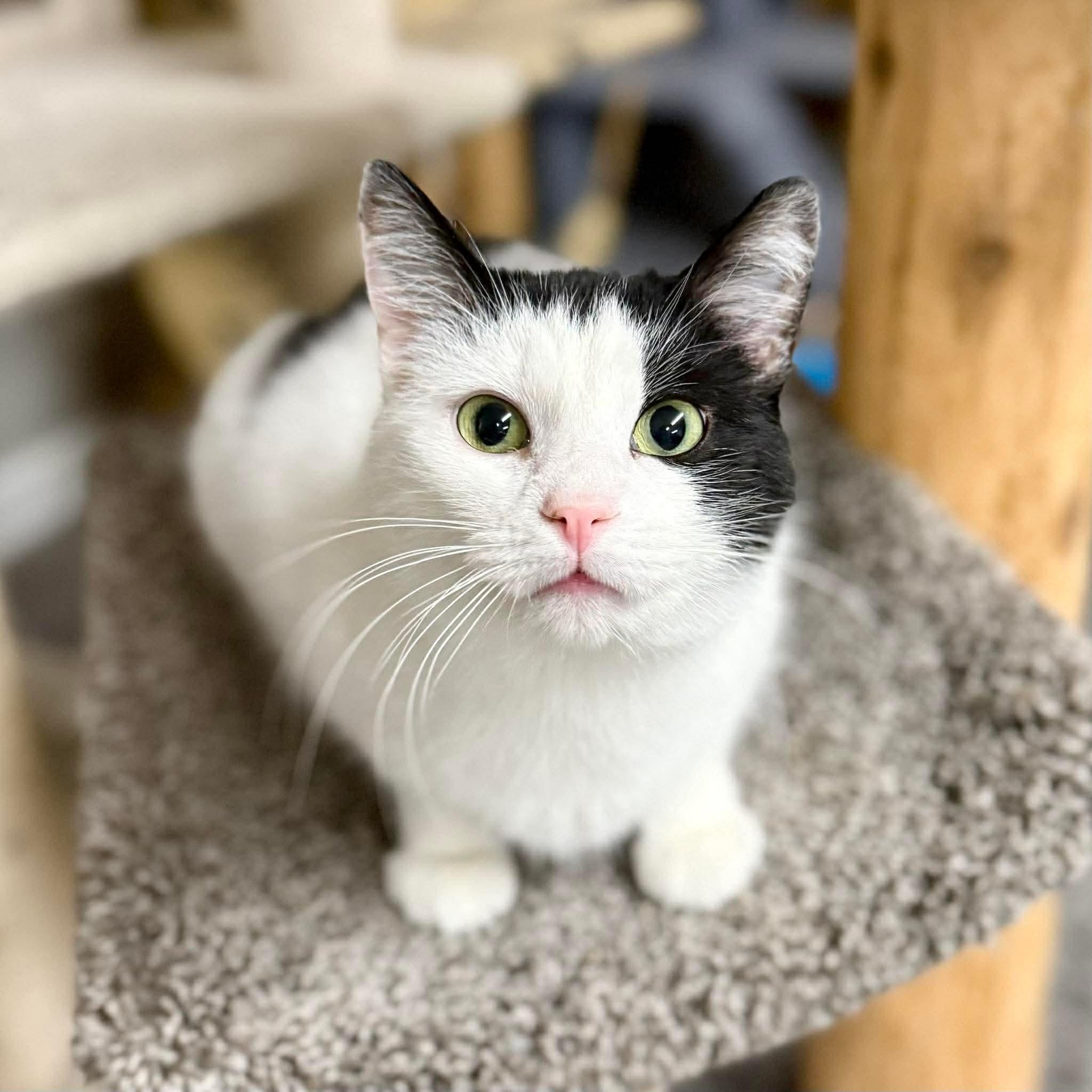 Enlarge Zoro, a ADOPTABLE Domestic Short Hair in Hartville, OH image 1/4