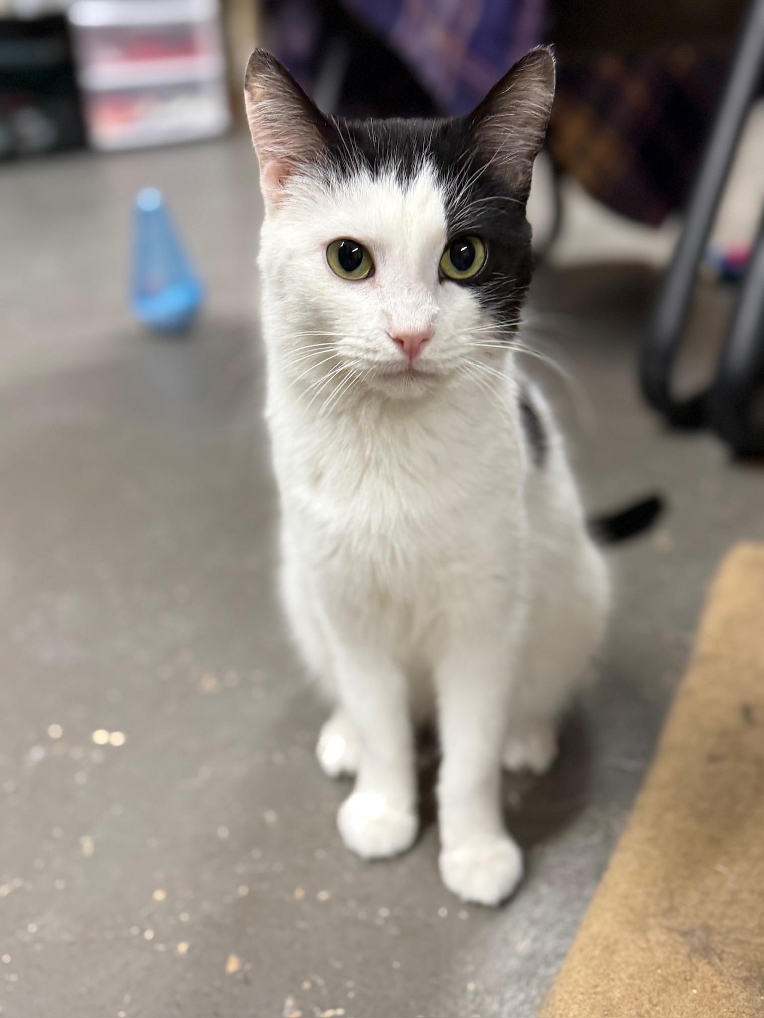 Enlarge Zoro, a ADOPTABLE Domestic Short Hair in Hartville, OH image 2/4