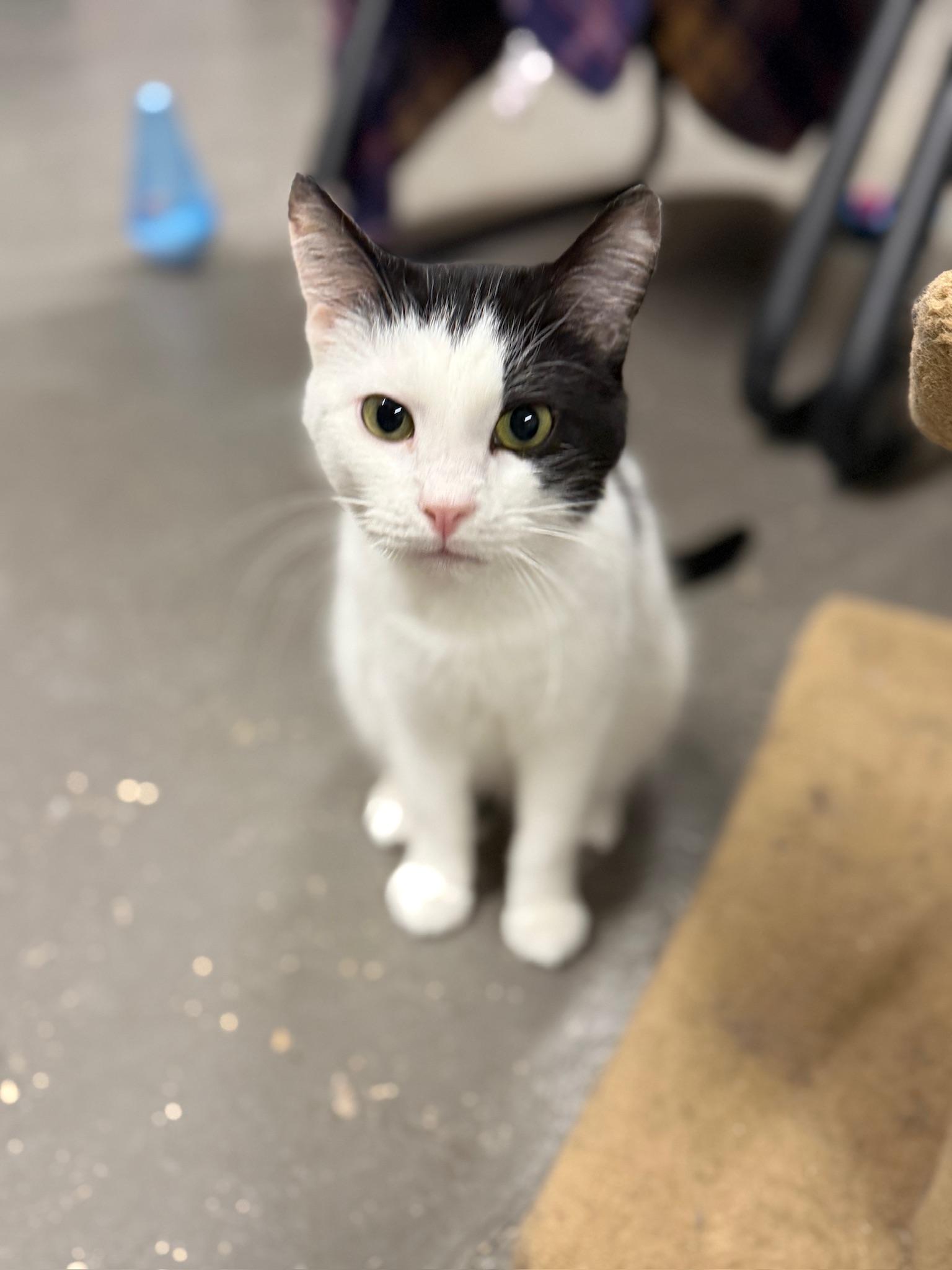 Enlarge Zoro, a ADOPTABLE Domestic Short Hair in Hartville, OH image 4/4