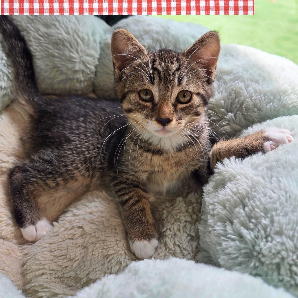 Potato Salad, Adoptable, Kitten Female Domestic Short Hair.