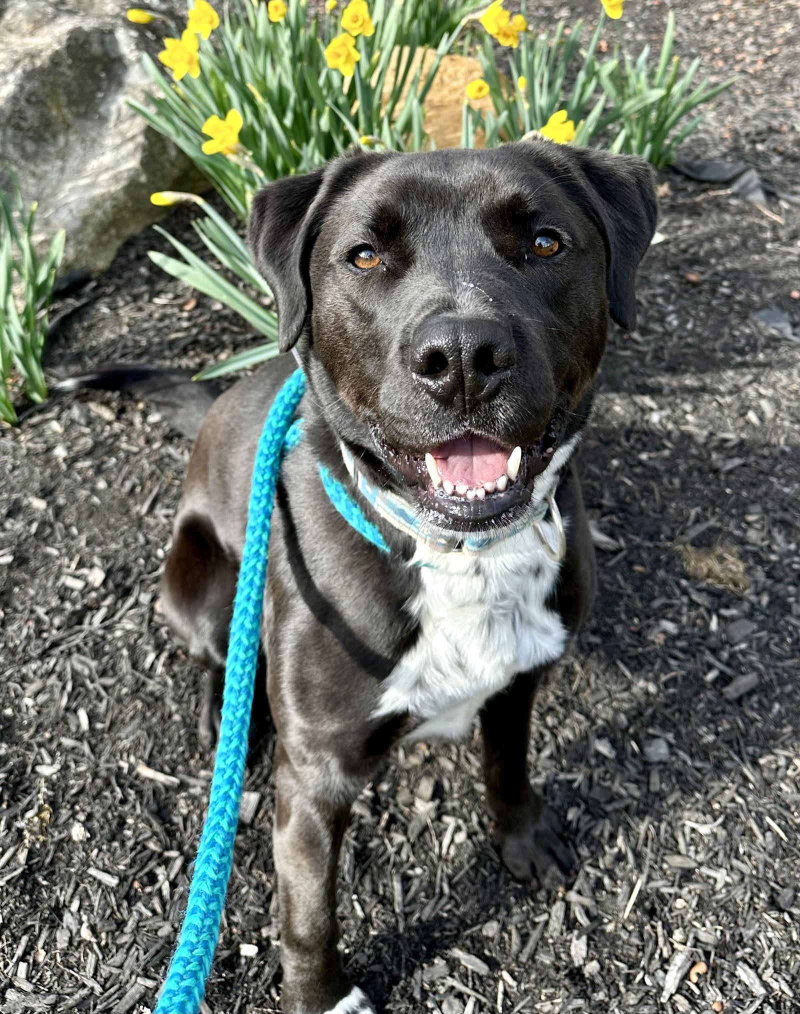 Enlarge Rocky, a Adoptable mixed breed in Rockaway, NJ image 1/3