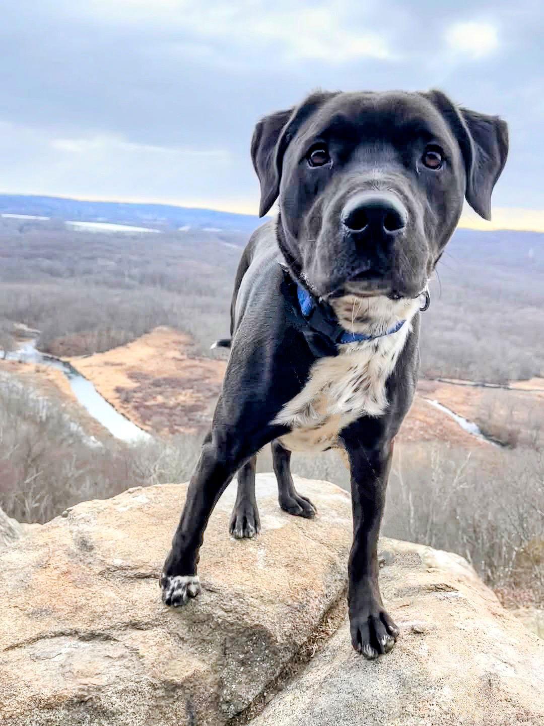 Enlarge Rocky, a Adoptable mixed breed in Rockaway, NJ image 2/3