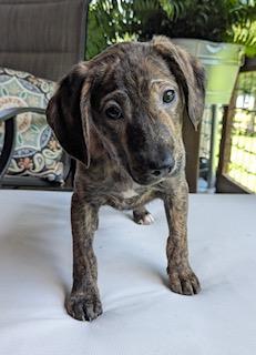Razzle, Adoptable, Puppy Male Beagle.
