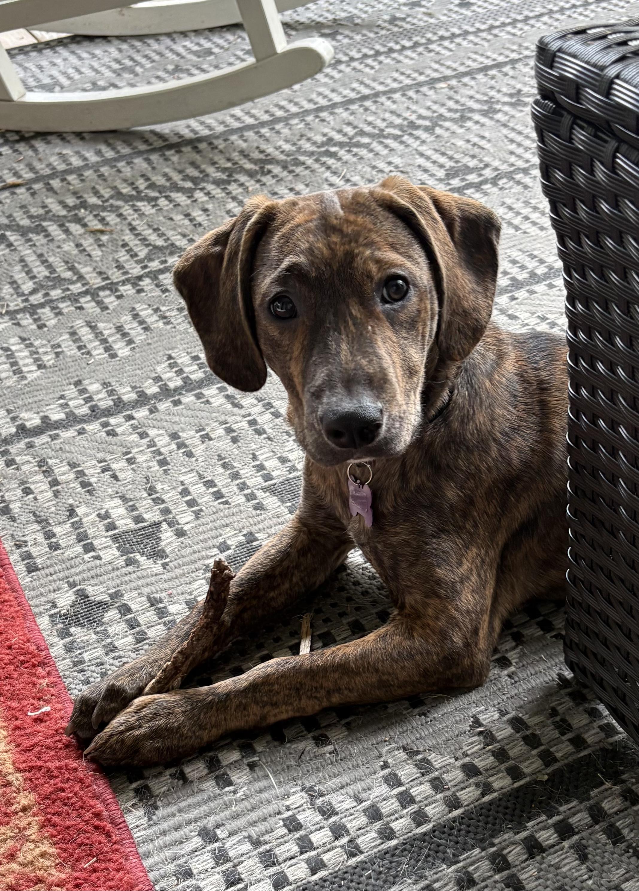 Razzle SS is in Maine, Adoptable, Puppy Male Mixed Breed & Hound.