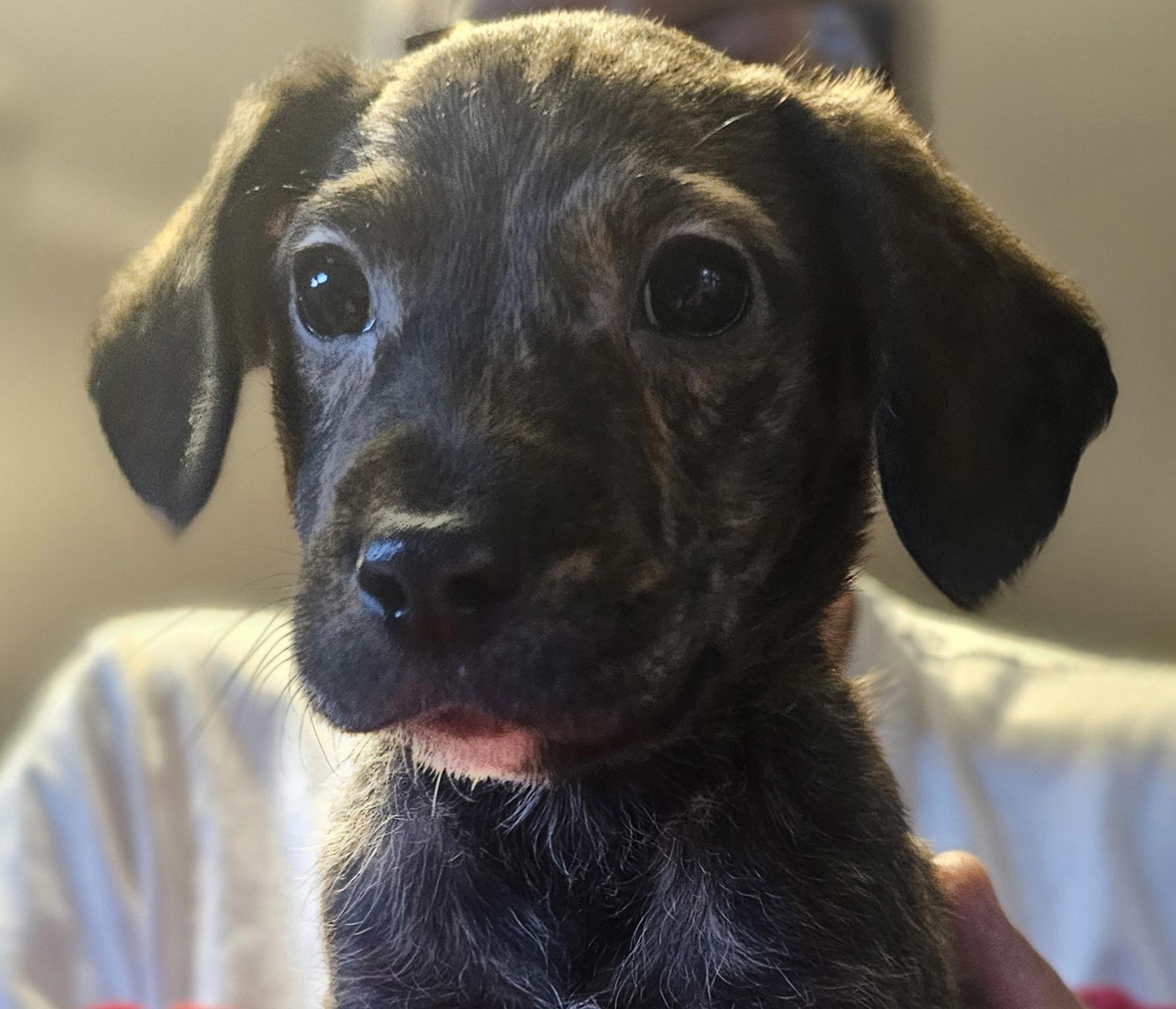 Razzle, a Adoptable mixed breed in South Portland, ME image 2/2