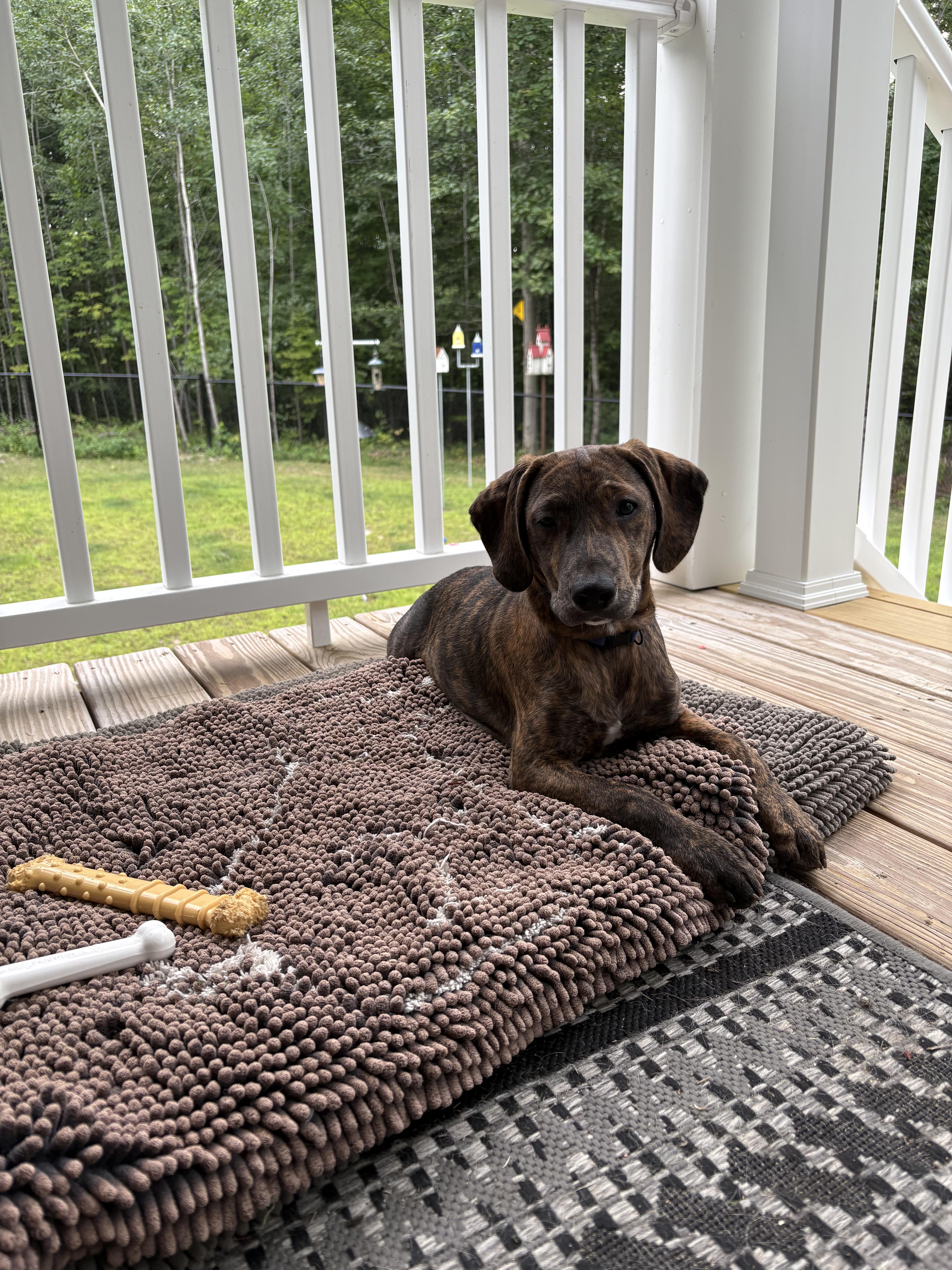 Razzle SS is in Maine, a Adoptable mixed breed in Berwick, ME image 2/4