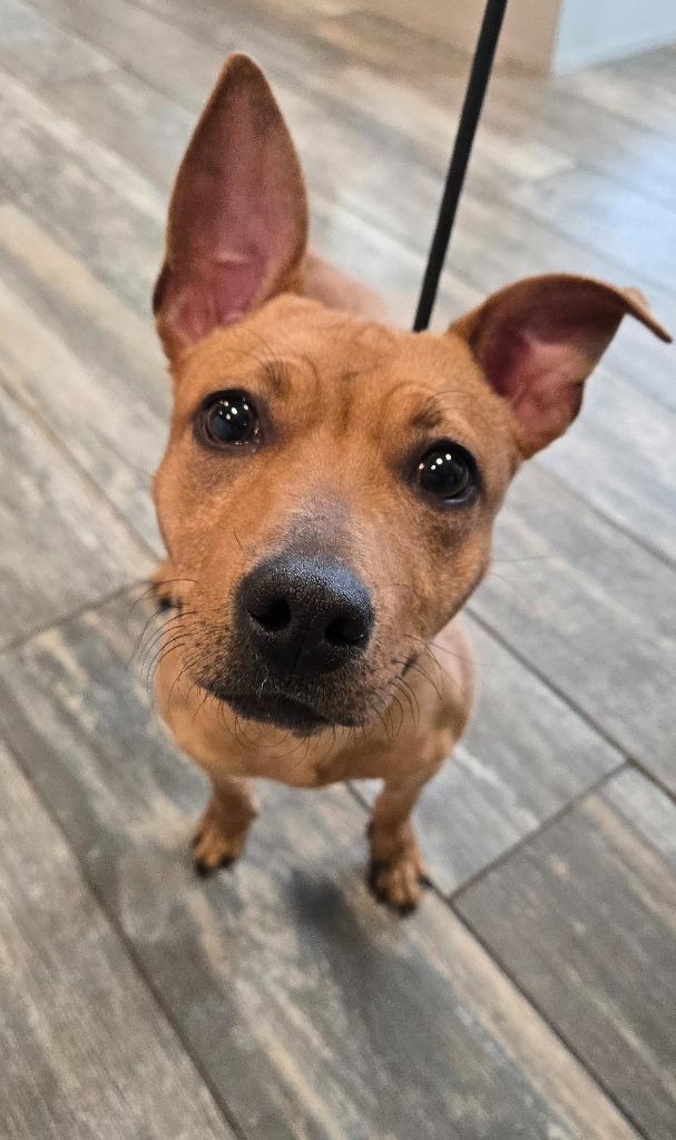 Medra Yrly 25, Adopted, Adult Female Chihuahua.