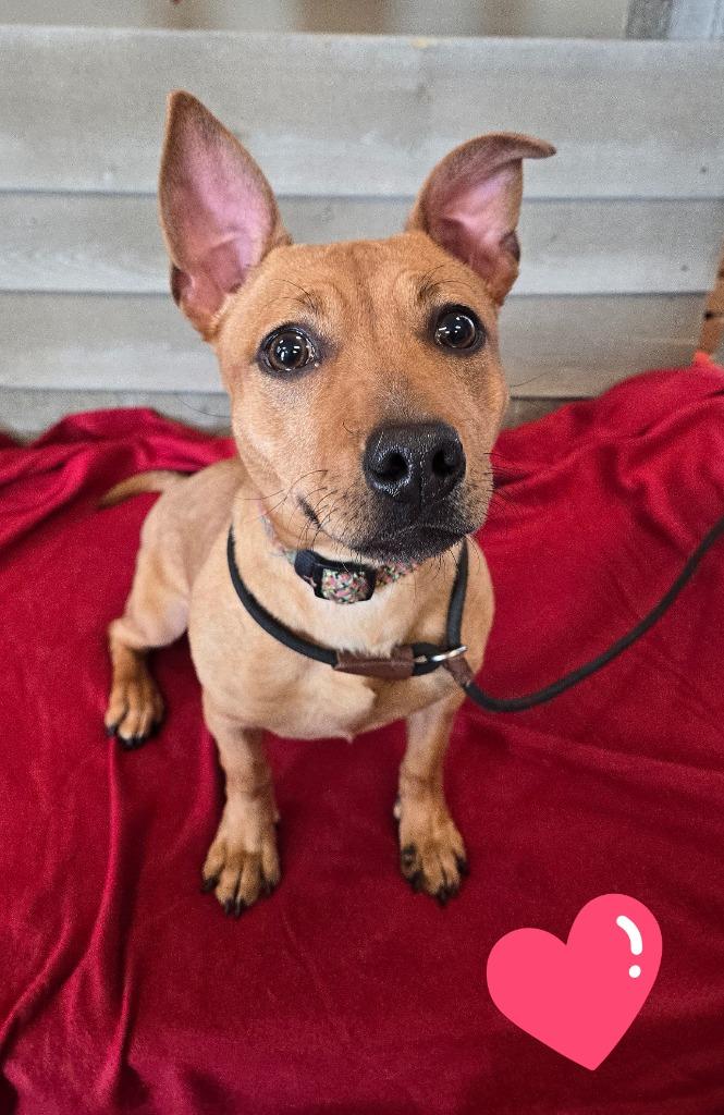 Enlarge Medra Yrly 25, a Adopted Chihuahua in Sidney, OH image 2/3