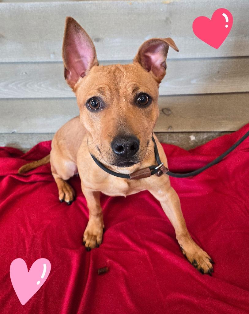 Enlarge Medra Yrly 25, a Adopted Chihuahua in Sidney, OH image 3/3