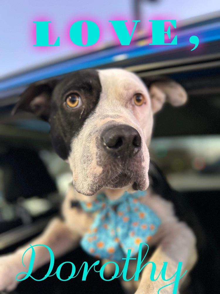 Dorothy, a Adoptable American Bulldog in Milton, FL image 1/6