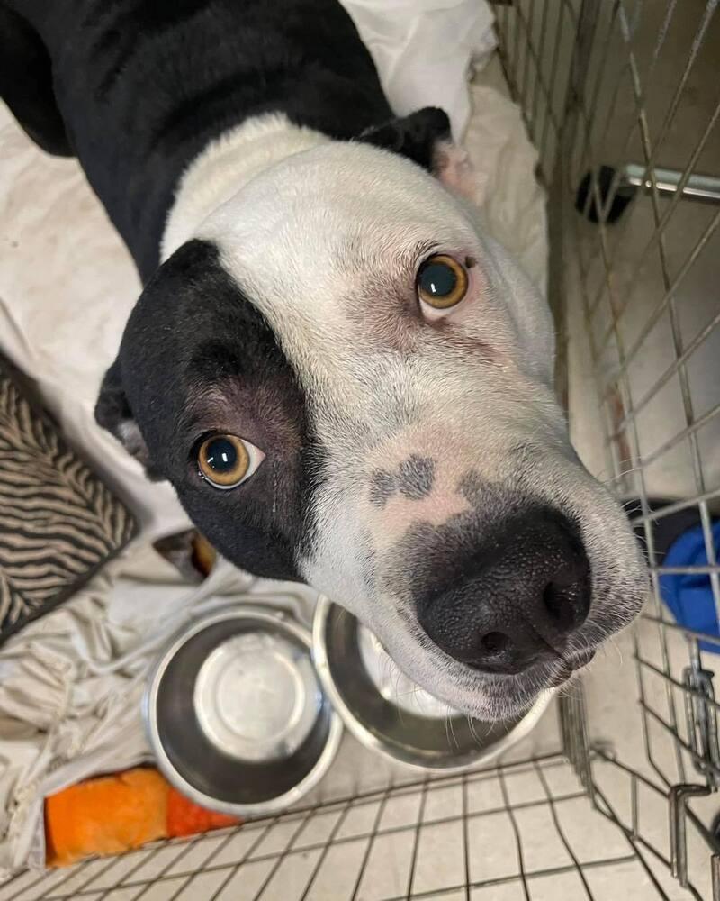 Dorothy, a Adoptable American Bulldog in Milton, FL image 4/6