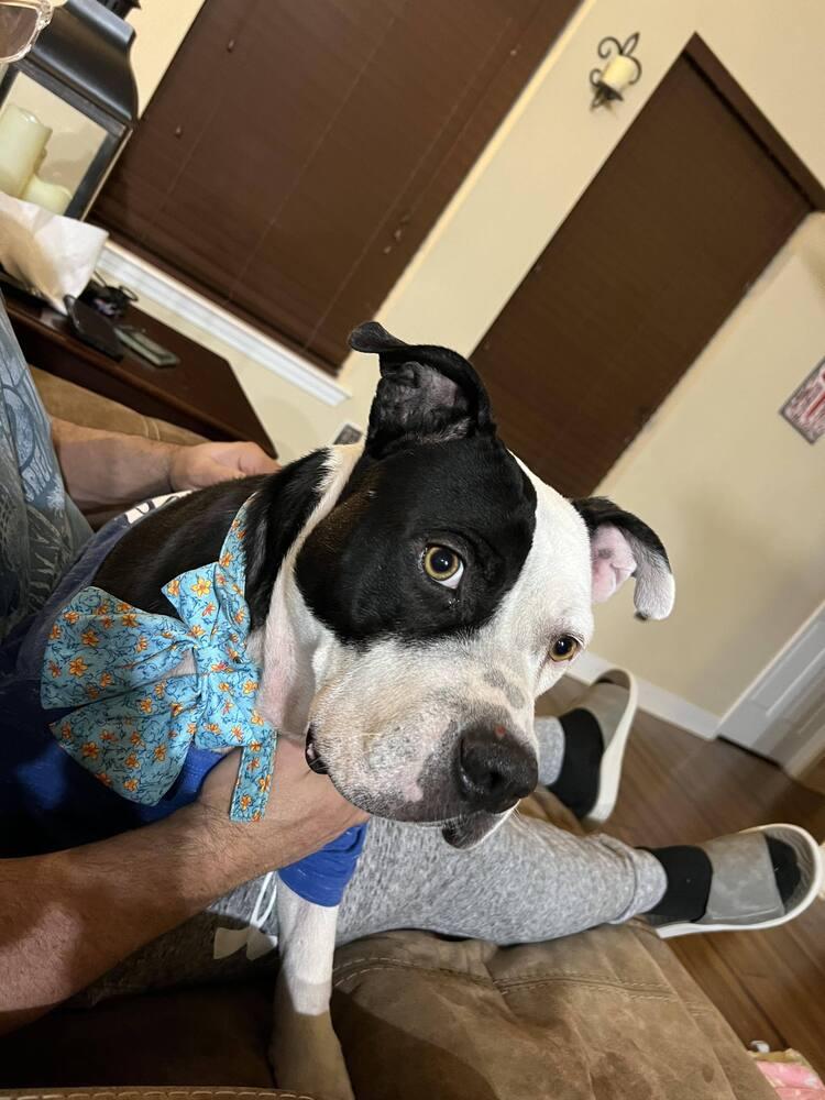 Dorothy, a Adoptable American Bulldog in Milton, FL image 5/6