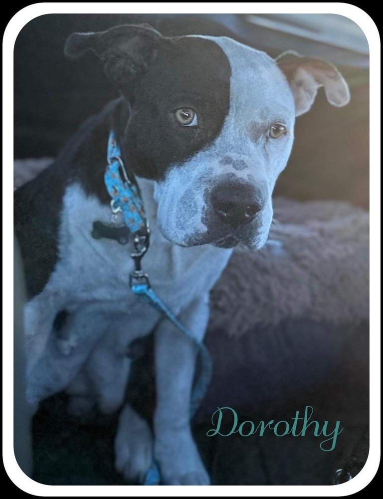 Dorothy, Adoptable, Adult Female American Bulldog.