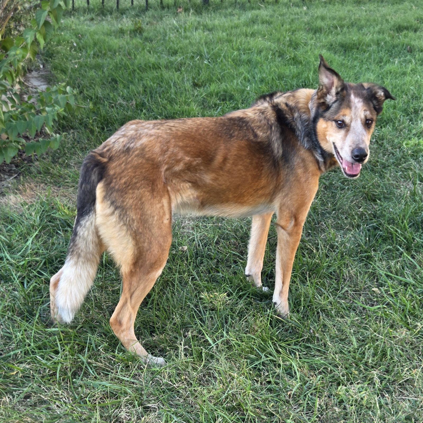 Raylan, Adoptable, Adult Male German Shepherd Dog & Australian Cattle Dog / Blue Heeler.
