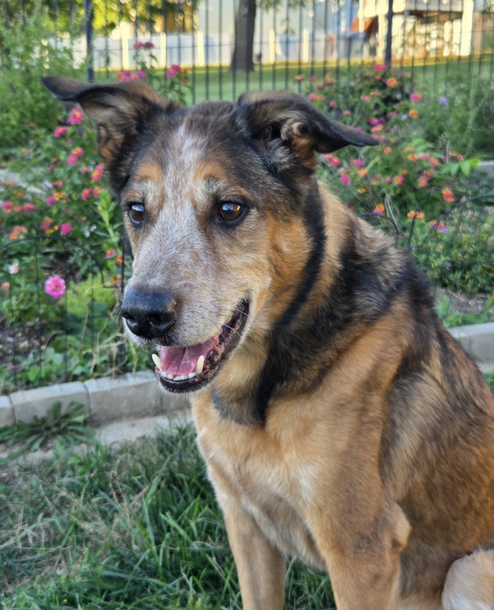 Enlarge Raylan, a Adoptable mixed breed in Fenton, MO image 2/3