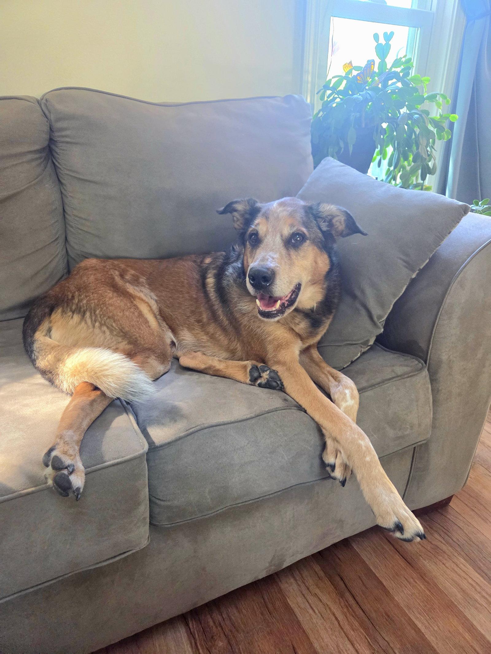 Enlarge Raylan, a Adoptable mixed breed in Fenton, MO image 3/3